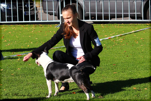 30.09.2012 Terrierausstellung in Aachen