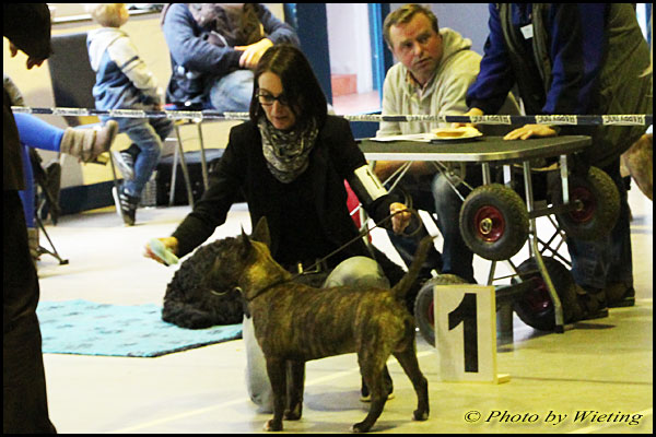 Bolle 16. und 17. Terrier Show in Lehre