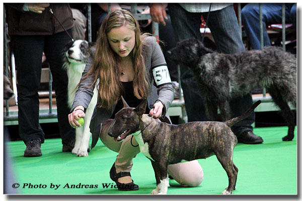 Asmara Oldenburg-1 Bester-Junghund