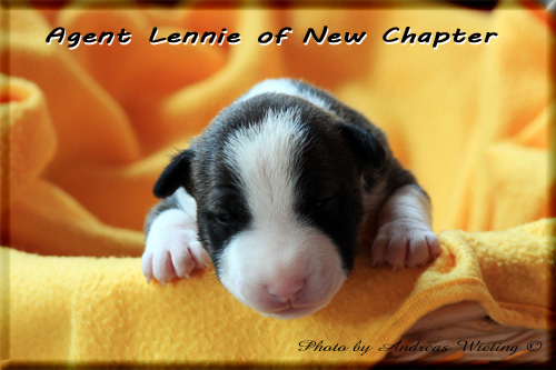 Agent Lennie of New Chapter