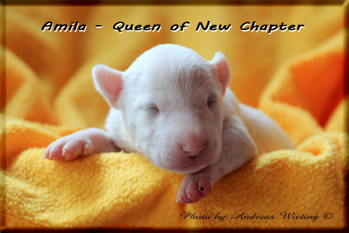 Amila - Queen of New Chapter
