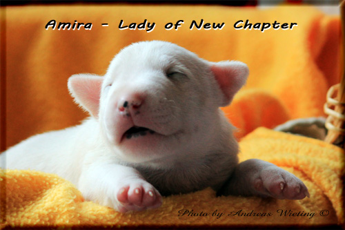 Amira - Lady of New Chapter