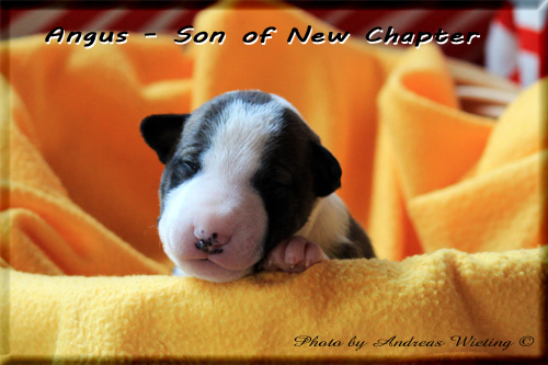 Angus - Son of New Chapter