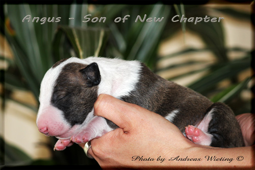 Angus - Son of New Chapter