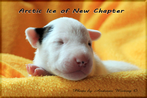 Arctic Ice of New Chapter