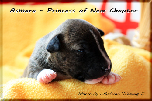 Asmara - Princess of New Chapter