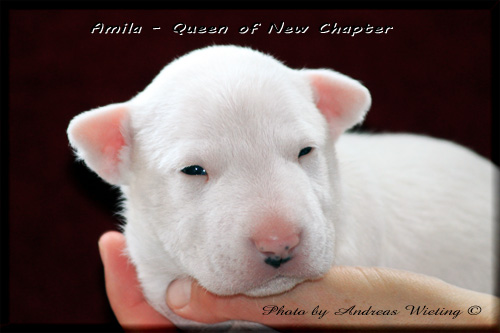 Amila - Queen of New Chapter